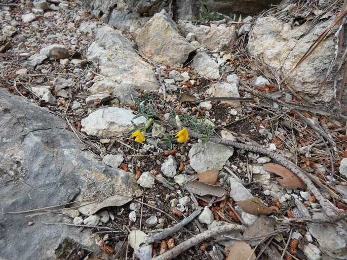 Argyrolobium zanonii