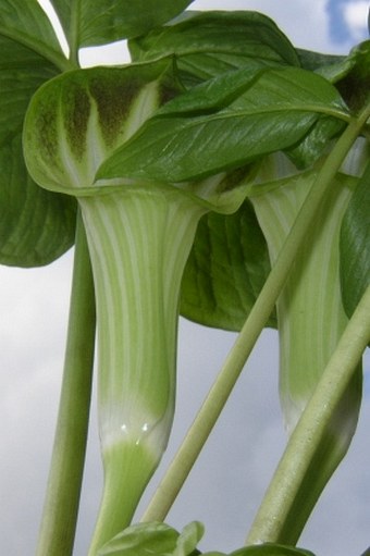 Arisaema amurense