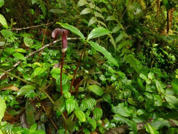 Arisaema anomalum