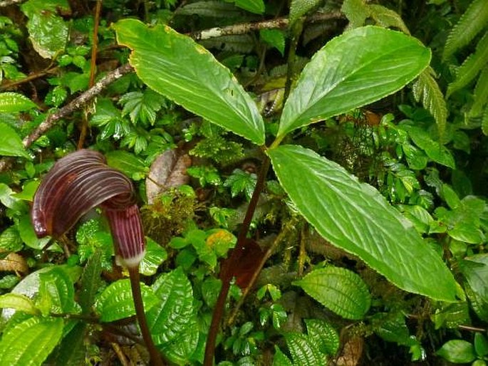 Arisaema anomalum