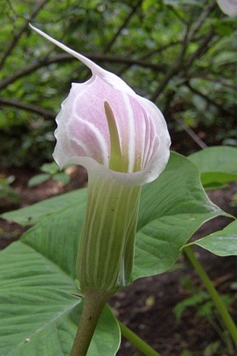 Arisaema candidissimum