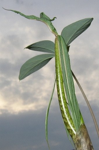 Arisaema consanguineum