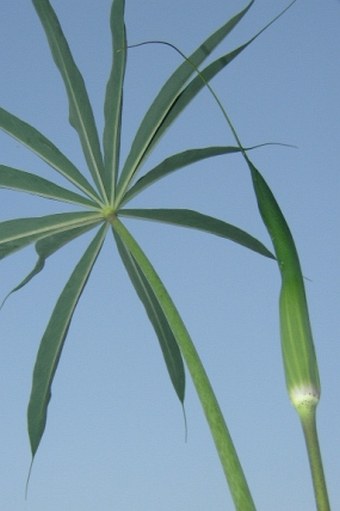 Arisaema consanguineum