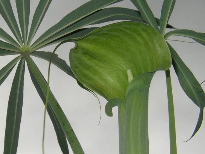 Arisaema consanguineum