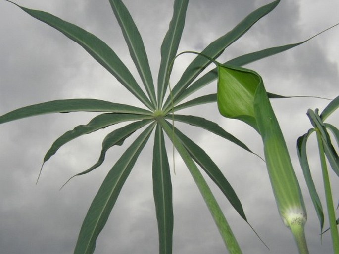 Arisaema consanguineum