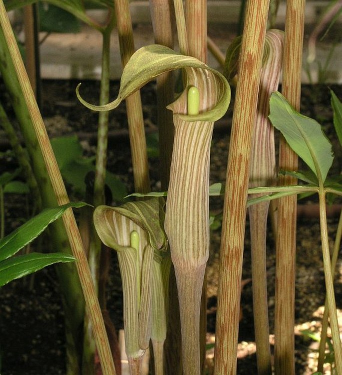 Arisaema erubescens