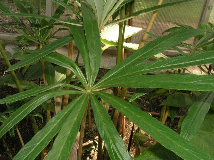 Arisaema erubescens