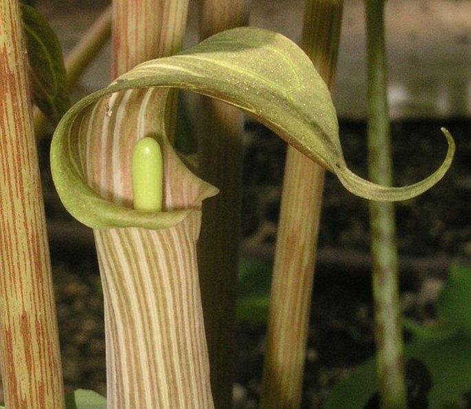 ARISAEMA ERUBESCENS (Wall.) Schott - lítostka