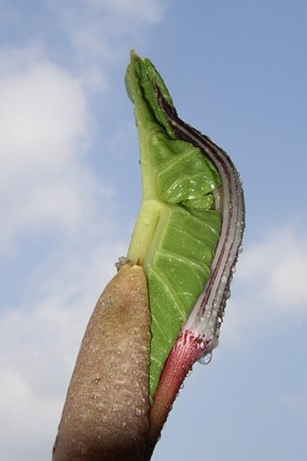 Arisaema fargesii