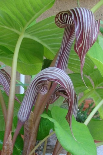 Arisaema fargesii