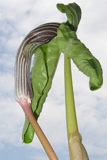 Arisaema fargesii