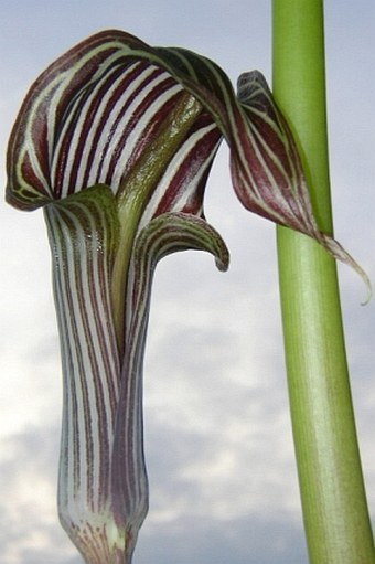 Arisaema fargesii