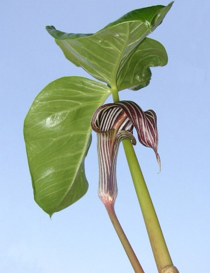 ARISAEMA FARGESII Buchet - lítostka