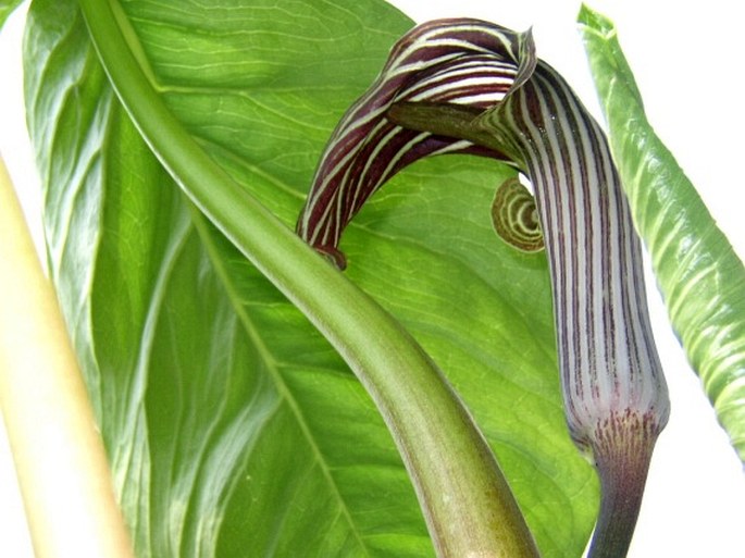 Arisaema fargesii