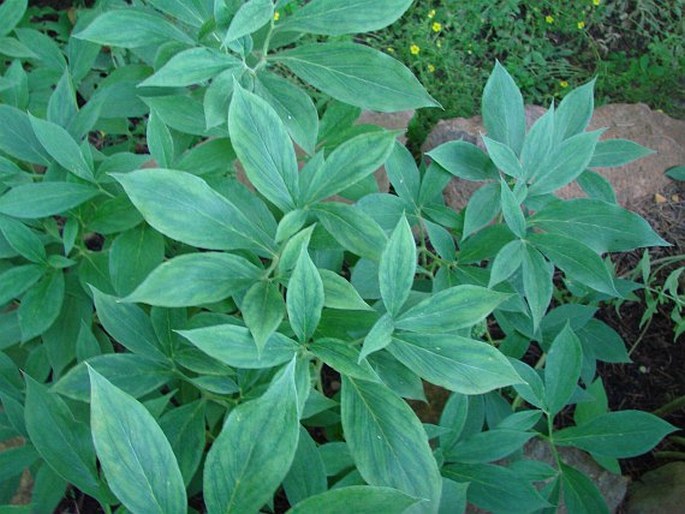 Arisaema flavum