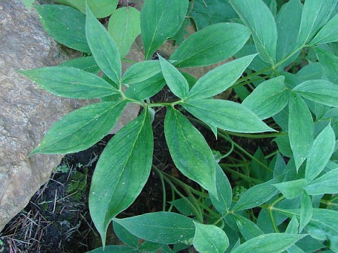 Arisaema flavum