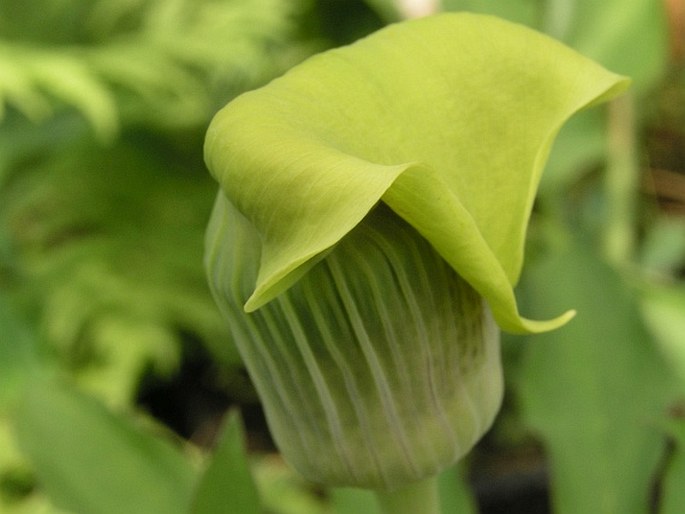 Arisaema flavum