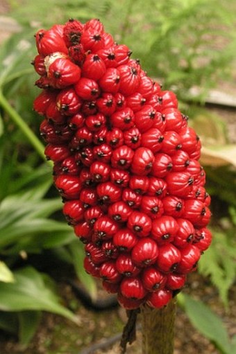 Arisaema griffithii