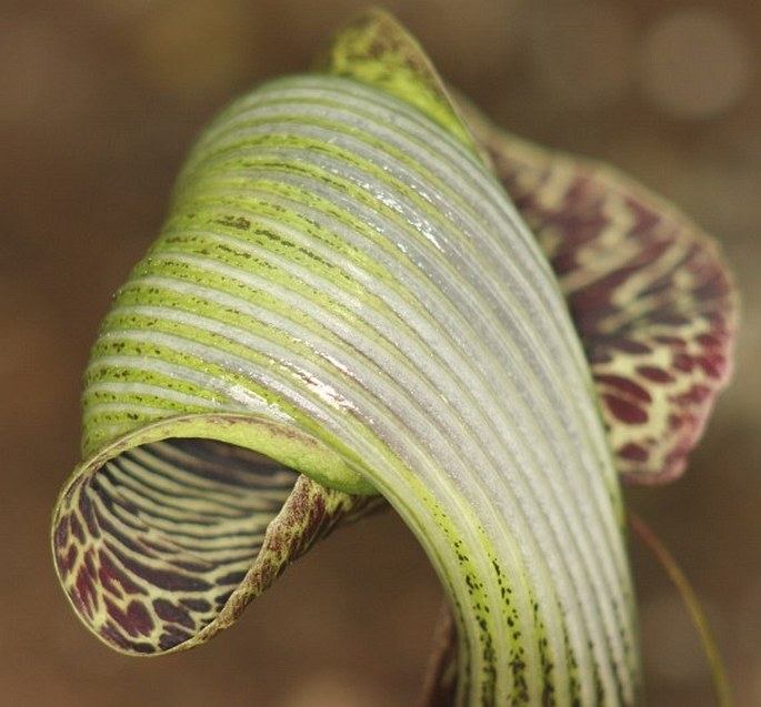 Arisaema griffithii