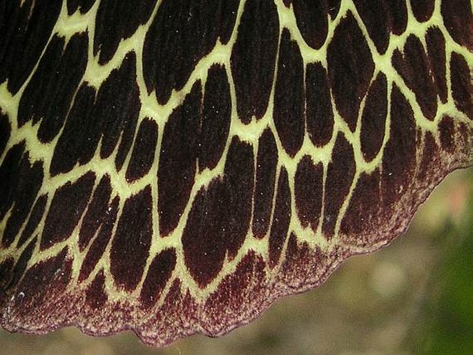 Arisaema griffithii