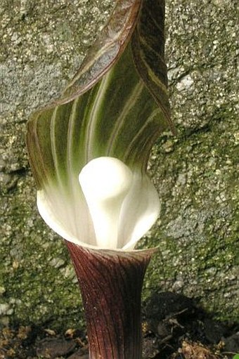 Arisaema sikokianum