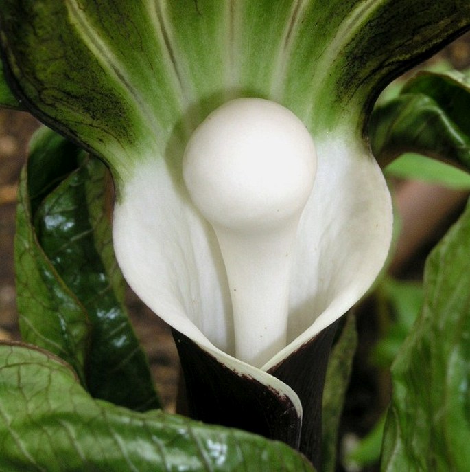 Arisaema sikokianum