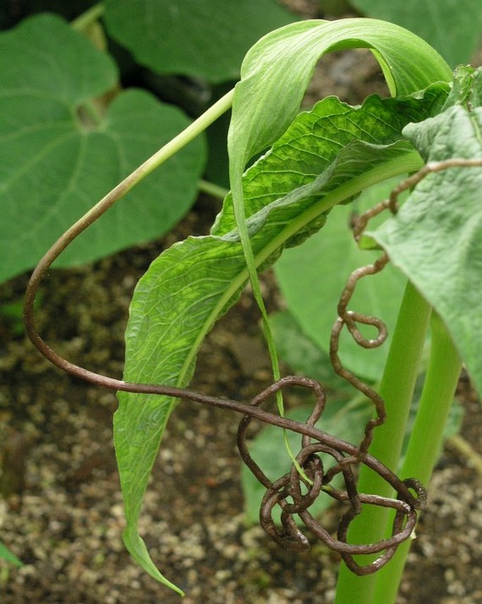 ARISAEMA INTERMEDIUM Blume - lítostka