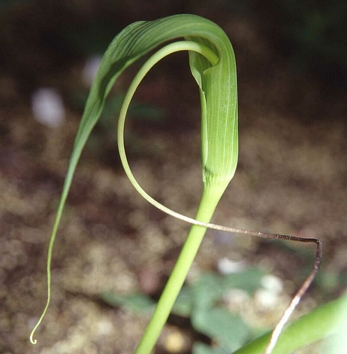 Arisaema intermedium