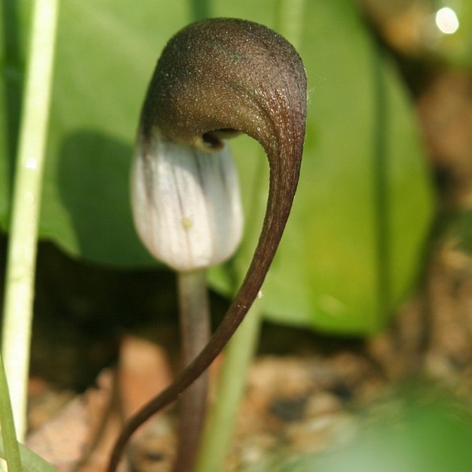 ARISARUM PROBOSCIDEUM (L.) Savi - křivuška