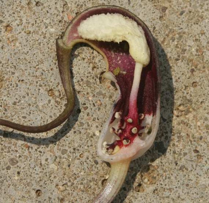 Arisarum proboscideum