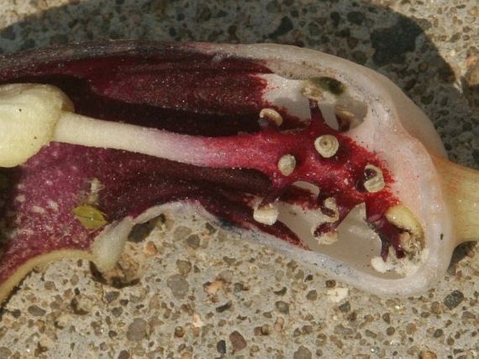 Arisarum proboscideum