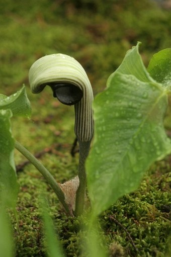 Arisaema ringens