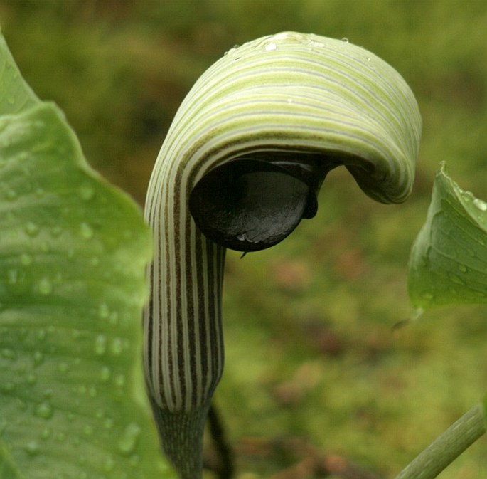 ARISAEMA RINGENS (Thunb.) Schott - lítostka