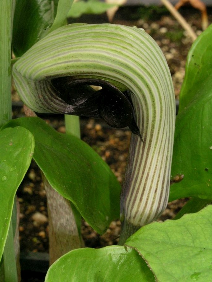 Arisaema ringens