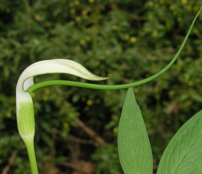 ARISAEMA SAXATILE Buchet - lítostka