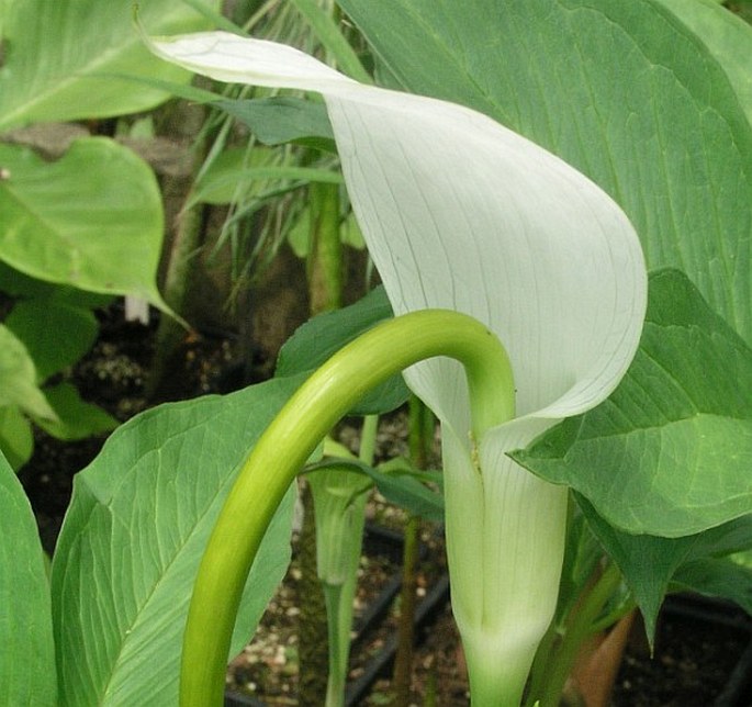 Arisaema saxatile