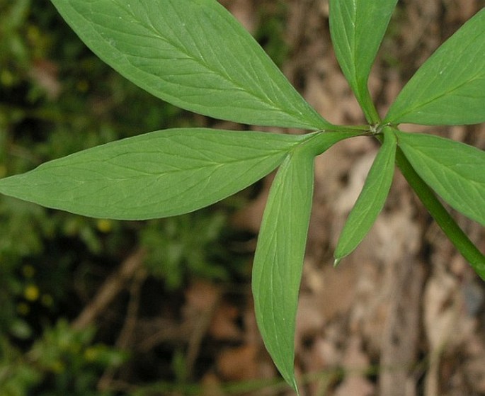 Arisaema saxatile