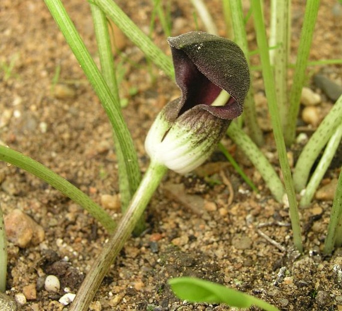 Arisarum simorrhinum