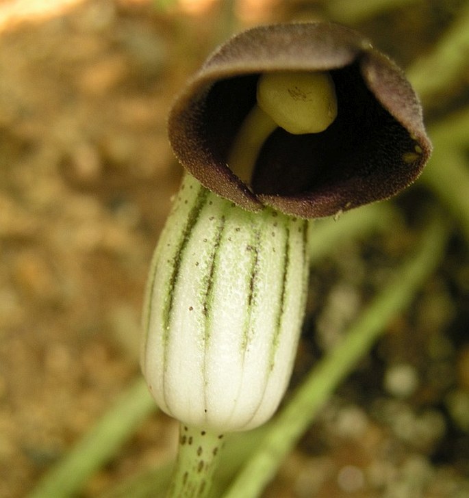 ARISARUM SIMORRHINUM Durieu - křivuška