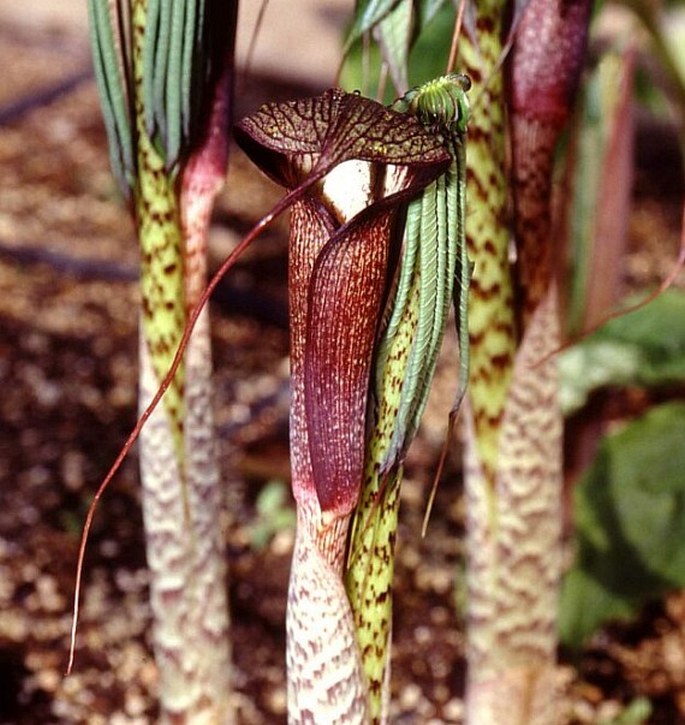 ARISAEMA TAIWANENSE J. Murata - lítostka