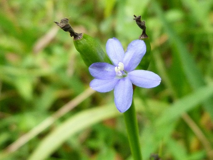 ARISTEA CLADOCARPA Baker – osinatec