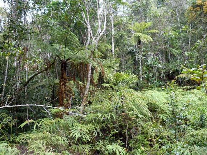 Aristea cladocarpa