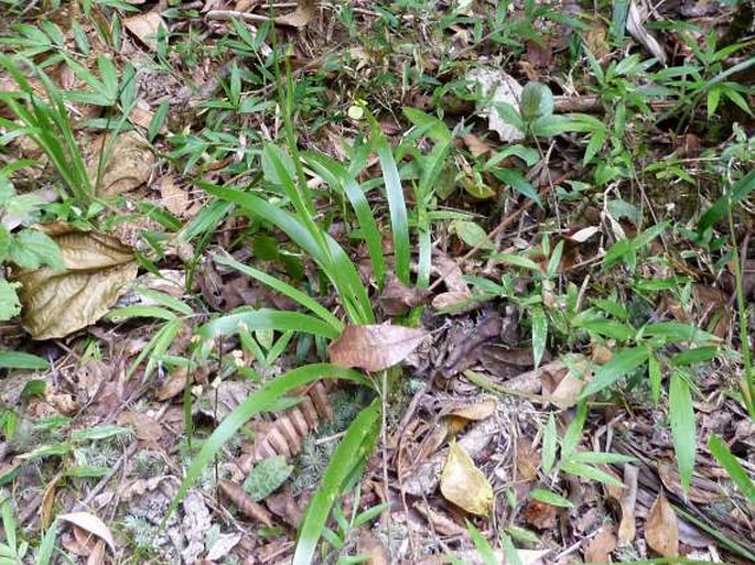 Aristea cladocarpa