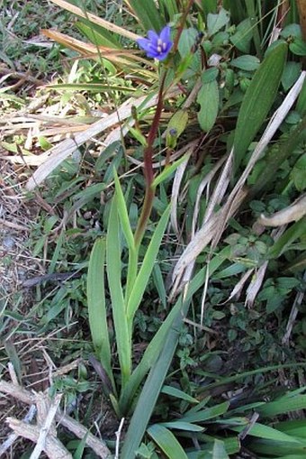 Aristea ecklonii