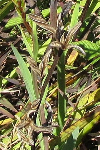 Aristea ecklonii