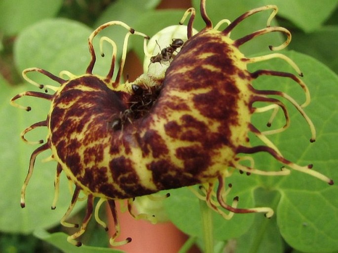 Aristolochia fimbriata