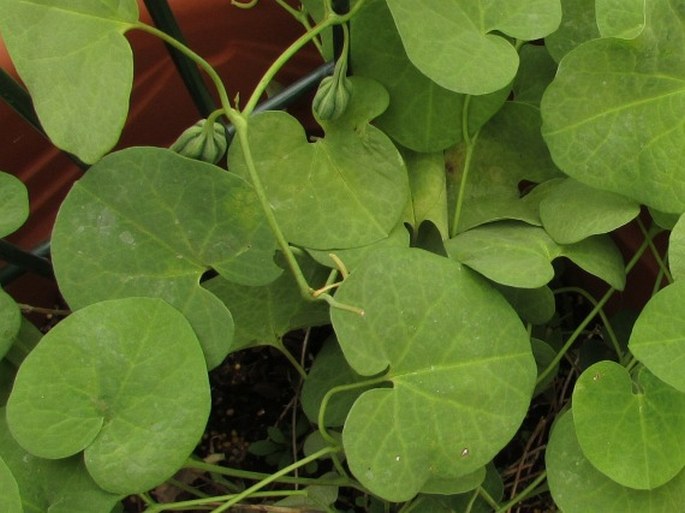 Aristolochia fimbriata