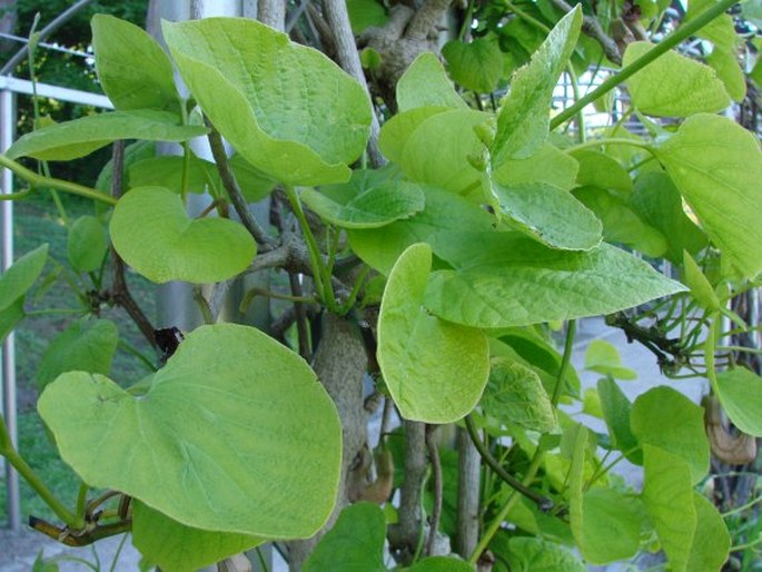 Aristolochia manshuriensis