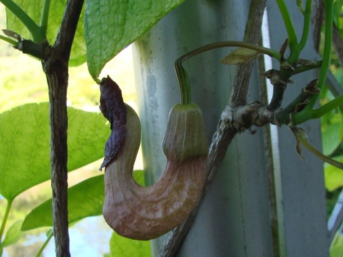 Aristolochia manshuriensis