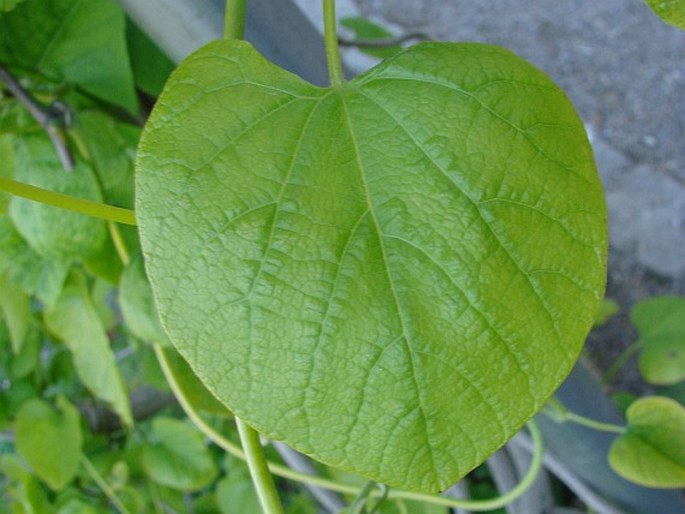 Aristolochia manshuriensis